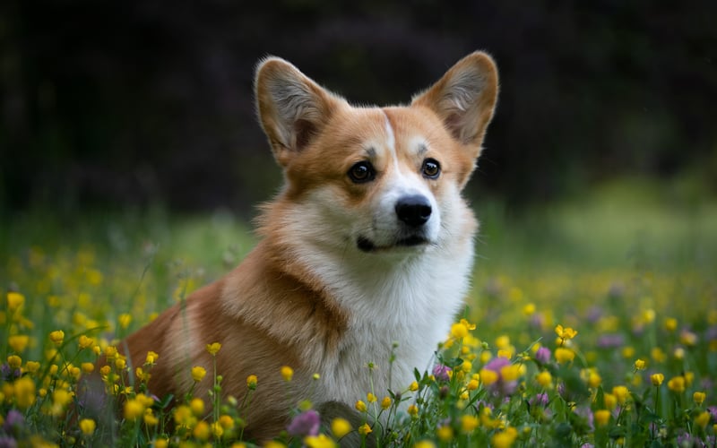 Lucek jest dwuletnim psem rasy Welsh Corgi Pembroke. Uroczy, wesoły i zawsze skory do zabawy, lecz jak na corgi przystało - uparty i posiadający własne zdanie na każdy temat. W zamian za jedzenie zrobi wszystko, dałby się nawet pokroić. :) W weekendy podbija ringi na Wystawach Psów Rasowych, a na co dzień jest prawdziwym psinfluencerem na Instagramie :)