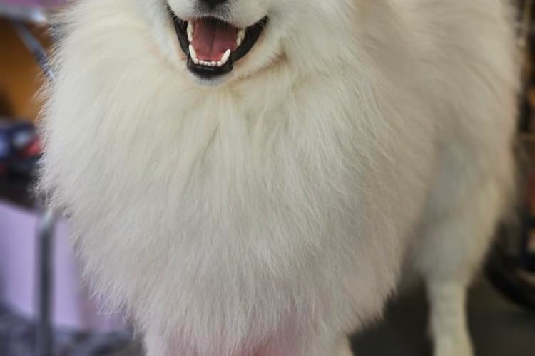 Yogi to roczny samoyed z niezwykle upartym i rozbrykanym charakterkiem. Uwielbia zabawy z innymi pieskami i smaczki, dużo smaczków.