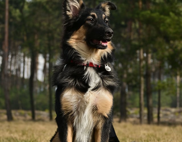 Nuka to pies kundelek ale mamusia była collie. Jest ona bardzo energiczna i uwielbia każdego człowieka. Przyciąga uwagę przechodniów swoim dłuższym pyskiem i puchatym ogonkiem. Uwielbia jak się ją czesze oraz myje ząbki