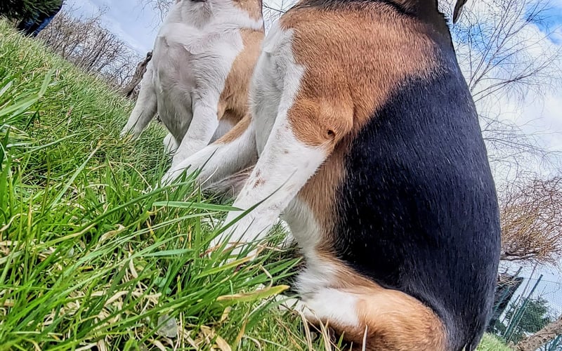 Louis i Lili to absolutnie charyzmatyczny duet BeaglesCrew, obdarzeni ogromną potrzebą dzielenia się miłością ;) do tego duetu, warto dodać dwoje kocich kuzynów albinosków. Żyją w pełnej symbiozie i wzajemności. Serdeczności w imieniu Louisa i Lili ;)
Na zdjęciu Louis z siostrą Lili - Nierozłączni.
Pozdrowienia
Shumi