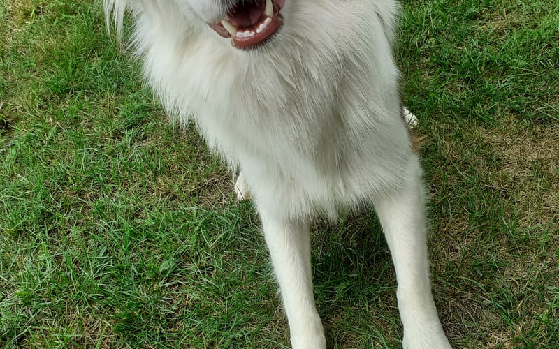 czekoladowy border collie z niesporzyta energia kochający wszystkich