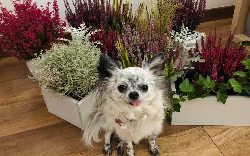 Lila, chihuahua, 5 lat. Jej supermocą jest bycie najbardziej towarzyskim pieskiem świata :) kocha wszystkich ludzi, z wzajemnością :)