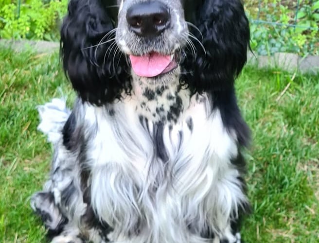 Springer Spaniel Angielski przecudnego charakteru, kochający swoją rodzinę ponad wszystko, niezwykle pojętny i chętny do nauki a dopiero 11 miesięcy.