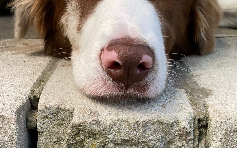 Kodak to pies rasy border collie, świat zwariował odkąd go mamy, bo on sam jest zwariowany. Nieidealny idealny pies! Najbardziej lubi kraść skarpetki.