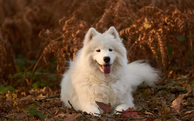 Elina jest samoyedem, który kocha taplać się w błocie przez co ciężko jest utrzymać niedźwiadka białego. Mimo wszystko jest psią pięknością