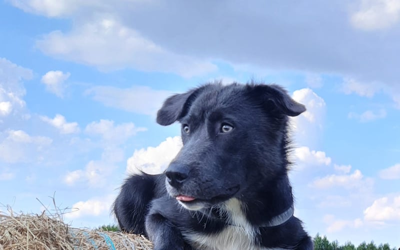 Lunka to nasza jedenasto miesięczna najkochańsza dziewczynka pod słońcem,jak widać uwielbia pozować do zdjęć i nie pogardzi też dobrym smaczkiem ;)