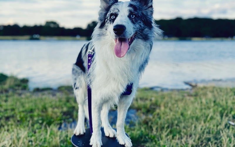 Enter to 1,5 roczny border collie, który uwielbia prace z człowiekiem, psie sporty i dużo zabawy i oczywiście jedzonka.