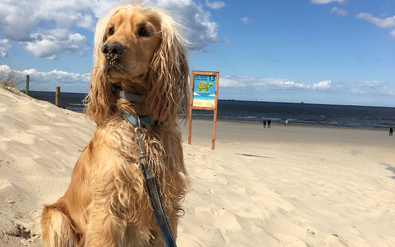 Imię nawiązujące do foki, zostało wybrane nie przez przypadek. Fokus uwielbia plażowanie, a jeszcze bardziej kocha morskie kąpiele.