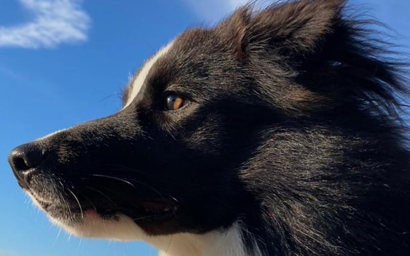 Tango to border collie, który żadnej przygody się nie boi! Jest psem-żeglarzem - w jego grzywie  wiatr powiewa gdy jacht gnie się w przechyle. Jedyne czego mu trzeba to żeby całe "stado" jego ludzi było razem - wtedy wszystko jest wspaniale. Uwielbia uczyć się sztuczek, łapać frisbee i długie spacery w każdych warunkach.