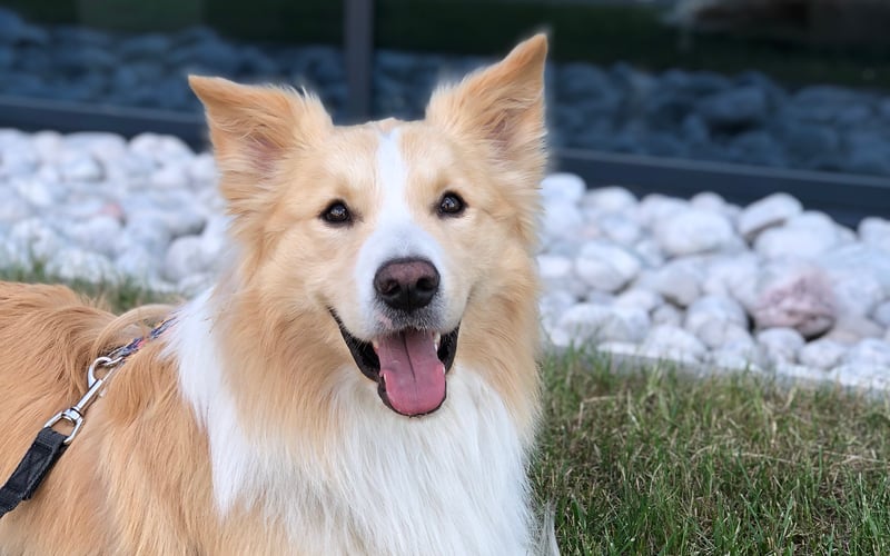 Procik to prawie 3-letni Border Collie w  wyjątkowym, rudym umaszczeniu. Jest aktywny, delikatny i wrażliwy. Uwielbia bawić się szarpakiem!