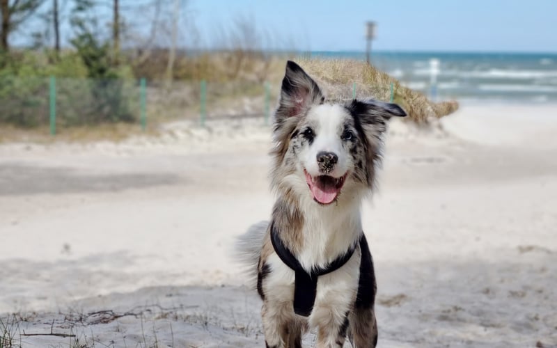 Koka - Blue merle border collie :)