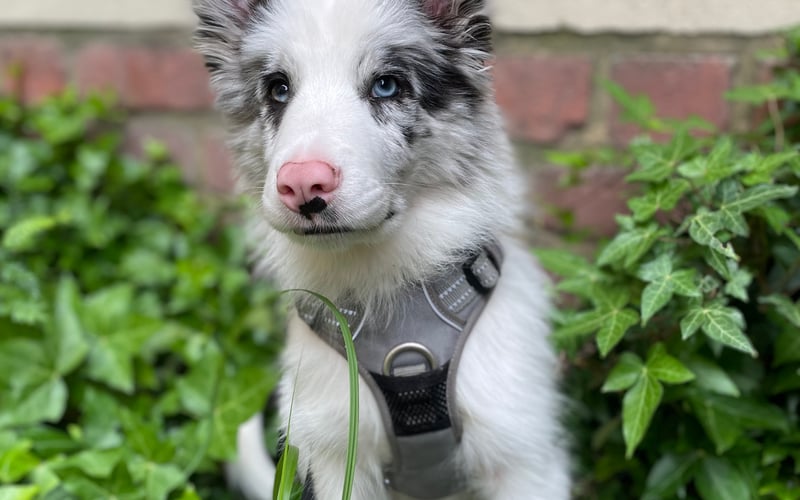 Border colie umaszczenie blue merle, wiek 5  miesięcy.