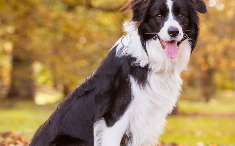 Border Collie Neo jest najczulszym, doskonałym do przytulania, kochającym i wiernym przyjacielem swojego człowieka. Jest też szybki, decyzyjny, oddany pracy z człowiekiem. Po prostu piękny, przyjazny  - idealny.