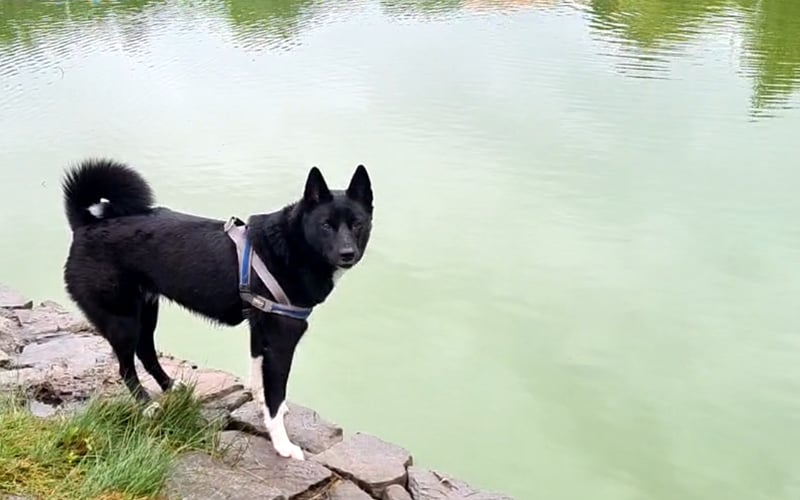 CLEO  - jest bardzo urokliwą ,rozczekaną suczką . Jest pełna życia i bardzo towarzyska .Jest radosna ,pełna życia ,bardzo lubi dzieci i jest przyjacielsko nastawiona do ludzi. Cleo ma dopiero Rok i 5 miesiecy. Jest to Łajka Rosyjsko -Europejska. Jest bardzo urokliwa i bardzo rzadko spotykana ,dzięki czemu jest jedyna w swoim rodzaju. Jeżeli chodzi o wygląd, to umaszczenie ma czarno -białe, czyli w większości jest cała czarna lecz łapki ma całe białe ( tak jakby ubrała skarpetki) ma również krawacik biały i piękny zakręcony ogonek ,który na końcu również jest biały.  Na koniec dodam że zgłaszam ją ze względu na specyficzną ,orginalną urode i fakt że jest bardzo rzadka .Pozdrawiam serdecznie