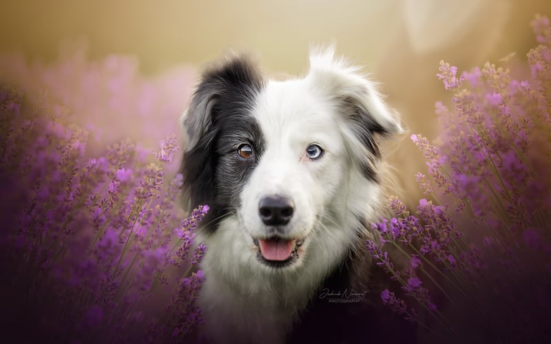 Poznaj Akirę, urzekającą Border Collie otoczoną spokojnym wrzosowym polem. To ujęcie uosabia harmonię między naturą a psim towarzystwem