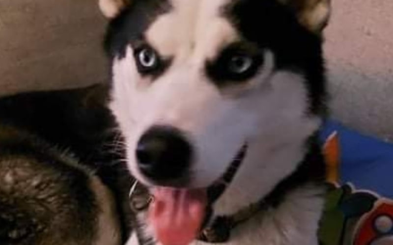 Pies rasy husky, adoptowany z koszmarnych warunków dziś cieszy się aktywnym życiem