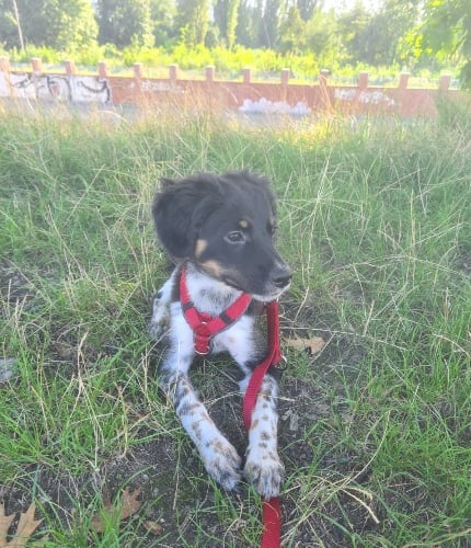 Akacja była u nas na domek tymczasowy. Została przez nas adoptowana i jest już z nami miesiąc. Ma 4 miesiące i jest zdrowa sunią, która jest małym łasuchem uwielbiającym spacery w lesie.