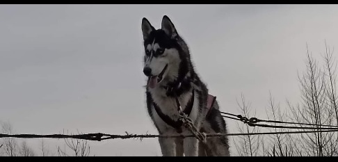 Hinata jest energicznym psiakiem rasy Husky.
Uwielbia trenować w zaprzęgach, a potem brykać z przyjaciółmi. Jest ułożona,ale jak inne psy tej rasy "swoje wie" i stara się być niezależna.