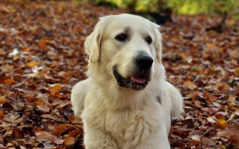 Fado to przekochany 2-letni Golden Retriever.  Cudowny kompan i przyjaciel .