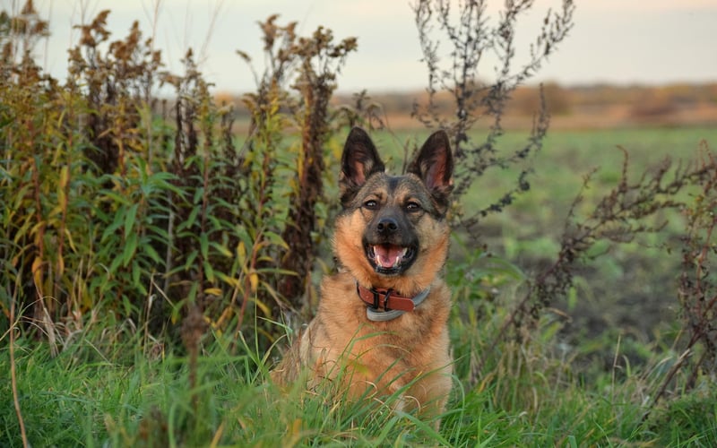 Ziba została adoptowana z wrocławskiego schroniska. Jako 8 miesięczny piesek miała wiele problemów behawioralnych z którymi sobie poradziliśmy i teraz codziennie pokazuje mi miłość i wdzięczność za to że się odnalazłyśmy na tym świecie! :)