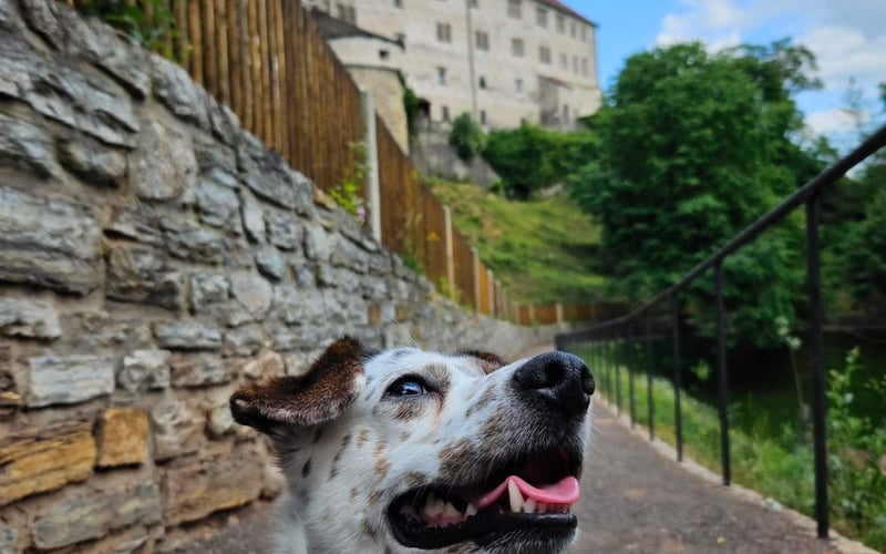 Bingo to 3 letni piesek, który bardzo lubi podróże i wspinaczkę po górach. Nie straszne mu nawet wyjazdy zagraniczne - na zdjęciu podróż do czeskiego Nachodu i zdobywanie zamku :)