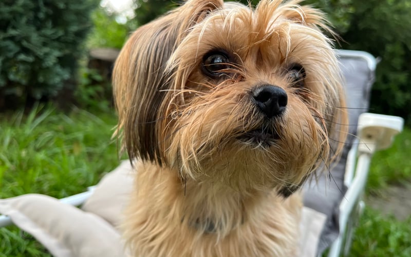 Lola ma prawie 11lat.
Jest pieskim rady shorkie.
Ma umaszczenie beżowo złote.
Waży około 3kg.
Jest  pogodnym i wesołym psiakiem o łagodnym usposobieniu.
Uwielbia dzieci i długie spacery.