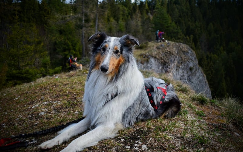 Owczarek szkocki collie, członek drużyny dogtrekkingowej Dogadani Wrocław, prywatnie ziemniak kanapowy, choć czasem pogoni owce lub kota.