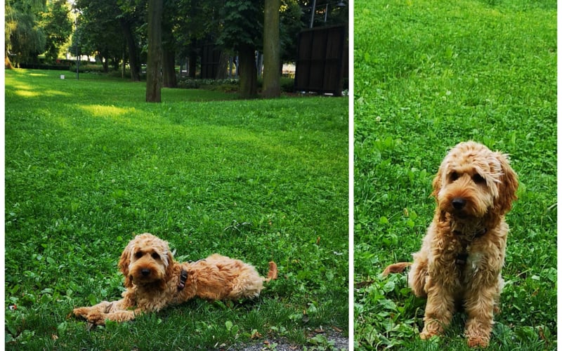 Pies rasy cockapoo ma 7 miesięcy. Cały nasz wszechświat.