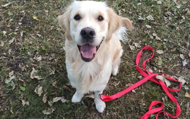 Golden retriever złoty. Suczka 1 rok i7 m-cy. Jest najukochańszym, najpiękniejszym i najmądrzejszym piesełem na świecie. Jest członkiem naszej Rodziny.