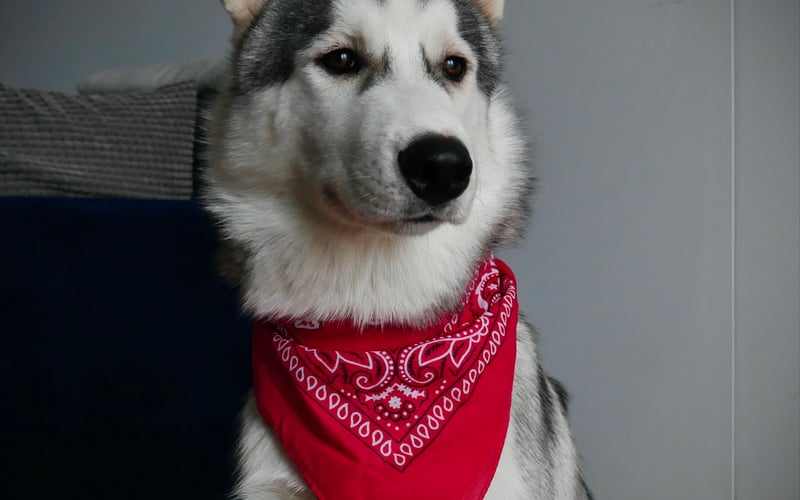 Apollo, czyli sześciomiesięczny szczeniak rasy Husky Syberyjski. Aniołek podczas snu, diabełek w trakcie zabawy. Uwielbia łudzi, jest bardzo przyjazny dla wszystkich napotkanych osób. Jego ulubione zajęcie - pływanie!