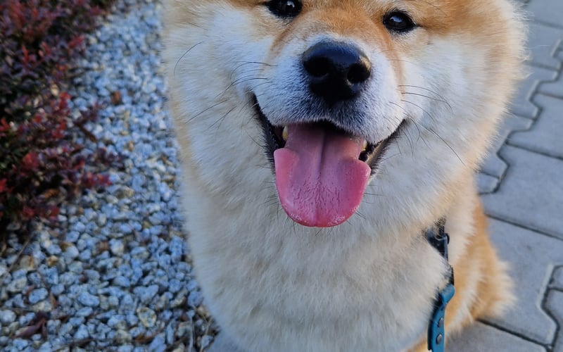 Jestem sobie Rio,
Razem z mamę i tatę tworzymy niezłe trio.
Mam brązowa sierść
I na osiedlu każdy mowi mi cześć!
Shiba inu to moja rasa,
A mój ogon to pierwsza klasa.
Lubię różne smaczki,
Ale nie z kurczaka i dzikiej kaczki.
Kocham po wrocławskich okolicach spacery
I jak się dobrze wybiegam to nie robię w domu afery. 
Z moimi psimi kumplami często się widuje,
Mam nadzieję, że każdy z nich mi kibicuje!
Plosiem wyślij psiemeska na mnie 
A będzie mi bardzo fajnie!