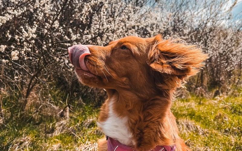 Soma to 2 letnia suczka rasy Nova scotia duck tolling retriever.
Jest przeurocza, szybko się uczy i nie pozwala nam się nudzić.