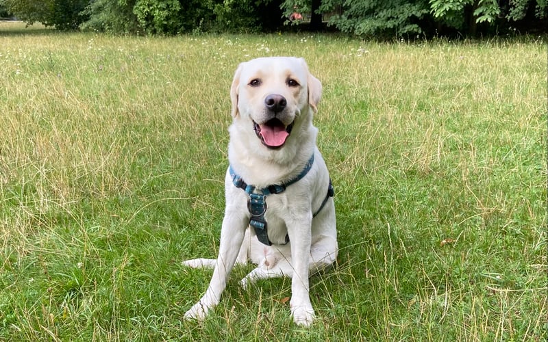 3-letni wesoły, energiczny labrador