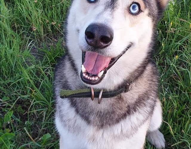 Pies z adopcji. Aktywnie biegajacy(można go spotkać w każdy weekend w okolicy Sępolna i Biskupina) Radosny, kochany i kochający każdego kto okaże mu serce