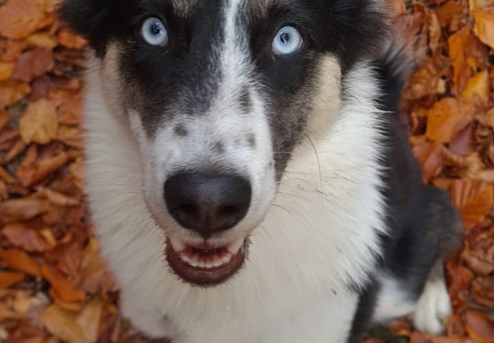 Nasza Luna to pies pierwotny i pochodzi z rasy Łajek Jakudzkich. Luna ma 16 miesięcy i jest bardzo urokliwą, rezolutną i wrażliwą suczką. Jej niebieskie oczy przykuwają prawie każdego przechodnia, a jej zawinięty do góry ogon to wyznacznik psich emocji. Jest członkiem naszej rodziny, którą wypełnia ponad miarę. Daje nam dużo radości oraz wyzwań, a przede wszystkim dzięki niej możemy się wiele nauczyć o otaczającym nas świecie oraz o nas samych. Kochamy naszą Lunę:)