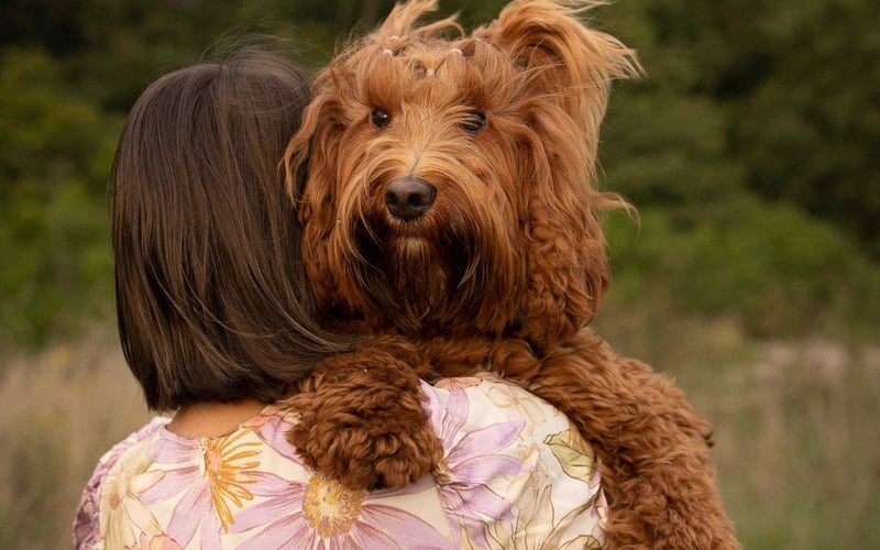 Nasz psiak rasy Australian Labradoodle o imieniu Reja to prawdziwa królowa słodkości wśród psów! Reja ma miękką, kręconą sierść w pięknych odcieniach rudego,  która przyciąga uwagę wszystkich, którzy ją spotkają. Jest bardzo mądra i lubi uczyć się nowych sztuczek. Zawsze jest gotowa do zabawy. Dodatkowo uwielbia towarzystwo ludzi i innych zwierząt. Reja to nie tylko pies, to członek naszej rodziny, który wnosi dużo radości i miłości do codziennego życia.