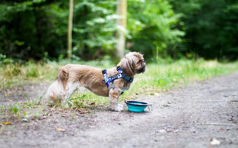 Inka to suczka rasy Lagotto Romagnolo. Kocha kopać, pływać, no i oczywiście jeść! Wraz ze mną pokonuje torki agility, oraz uczy się nowych rzeczy:)