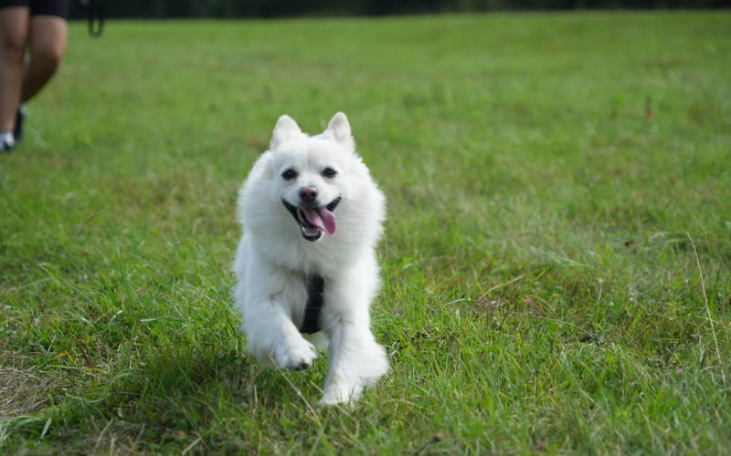 Nasz kochany łobuz adopciak w typie szpica :) 1,5 roku z nami, adoptowany jak miał rok.