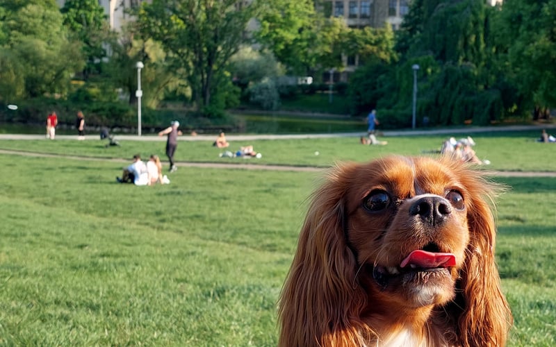 Tobi to nie tylko koneser psich smaczków, ale również długich spacerów po wrocławskich parkach.