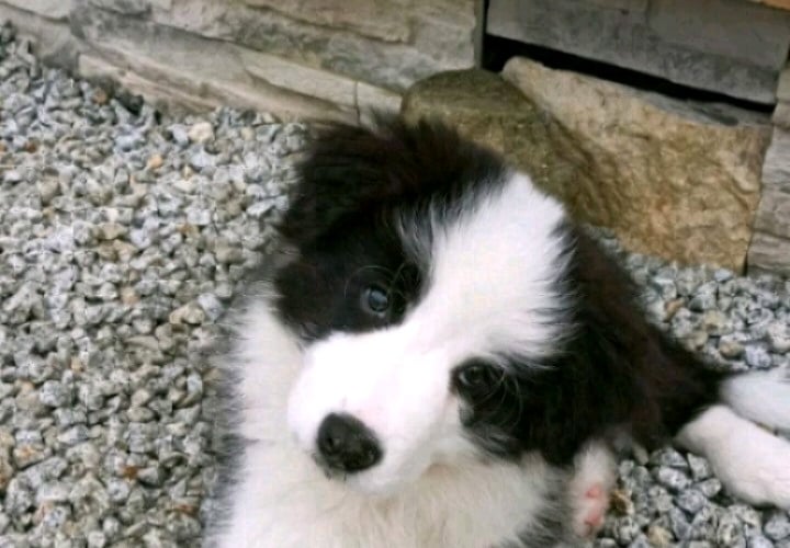 Border collie leniuszek