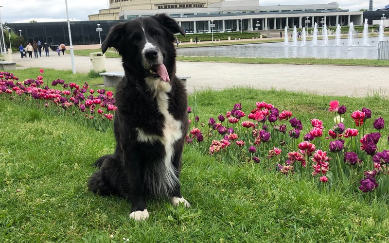 Lola to mój przyjaciel już od dekady. 
Wizyta we wrocławskim schronisku i zabranie jej stamtąd była jedną z najlepszych w moim życiu.