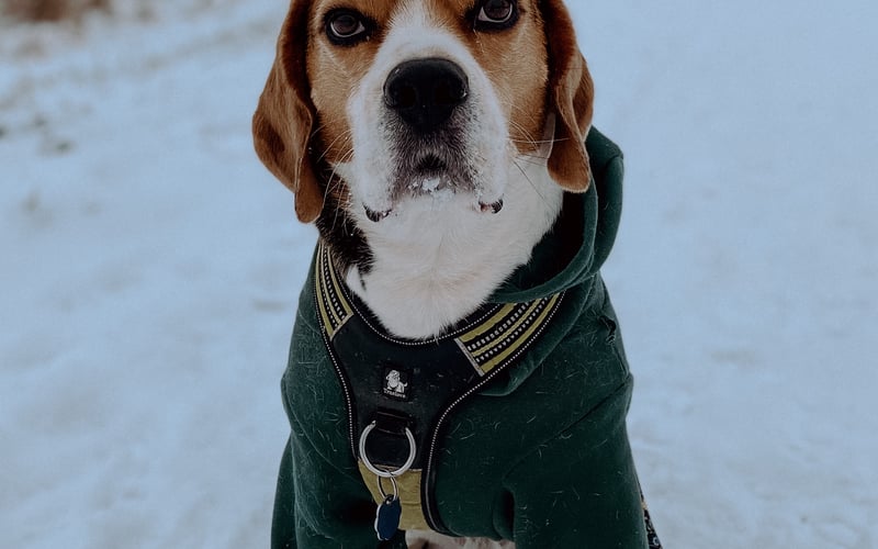 Drynio to pocieszny beagle, który lubi wycieczki w góry, masę smaczków i spanie pod kołdrą. Ludzie często zwracają uwagę na jego obwódki wokół oczu. Mówią, że są jak malowane.