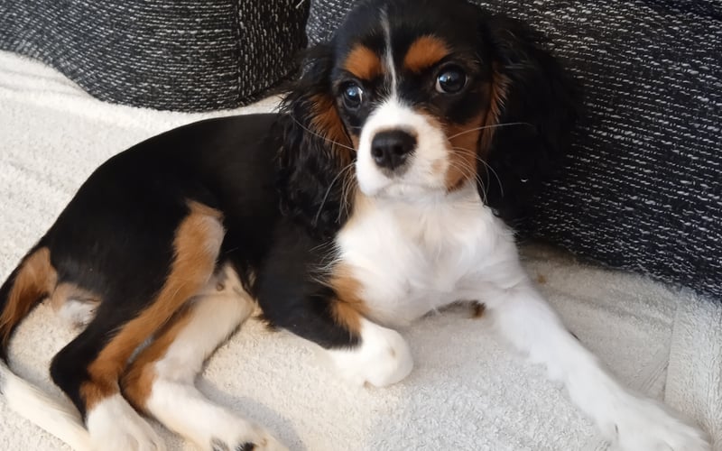 Wymarzona terapeutka - Cavalier King Charles Spaniel. Młodsza "siostra" Odiego (maltanczyka z Biskupina). Razem tworzą duet nie do pobicia.