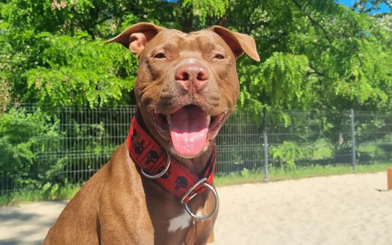 Może i Budyń ma coś w sobie z pitbulla (nie wiadomo co, bo jest ze schroniska) ale to go nie powstrzyma przed wzięciem udziału w konkursie, bo może a nóż ludziska zobaczą jaki z niego fajny gościu i zaczną patrzeć nie tylko na rasę ale przede wszystkim na charakter, który Budyniuś akurat ma przecudowny. Lubi spać pod kolderka z pluszakiem, za patyka sprzeda właścicieli ale najbardziej uwielbia bawić się ze swoimi psimi przyjaciółmi na wybiegu.