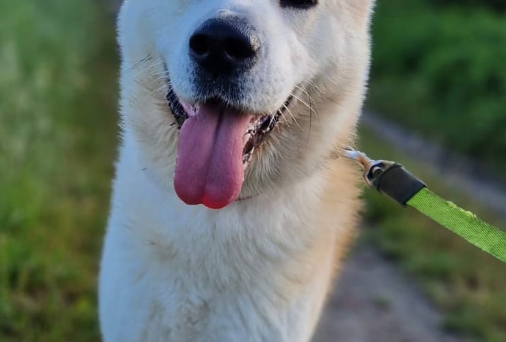 Akita Inu - japoński temperament chodzący swoimi ścieżkami, wierny jak dzielny Hachiko. Po prostu mój Akitek :)