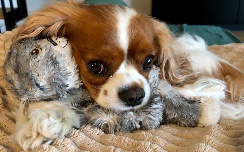 Najpiękniejsza, najmilsza osobista stalkerka rasy cavalier king charles spaniel. Miłośniczka spania na tronie z poduszek, czasem pod kołdrą.