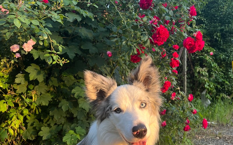 Lukier to prawie roczny pies rasy Border Collie. Ludzie mówią, że jest wyjątkowy z wyglądu, natomiast my, jego ludzie wiemy, że również jest niesamowity  z charakteru. 
Pozdrawiamy Wrocław