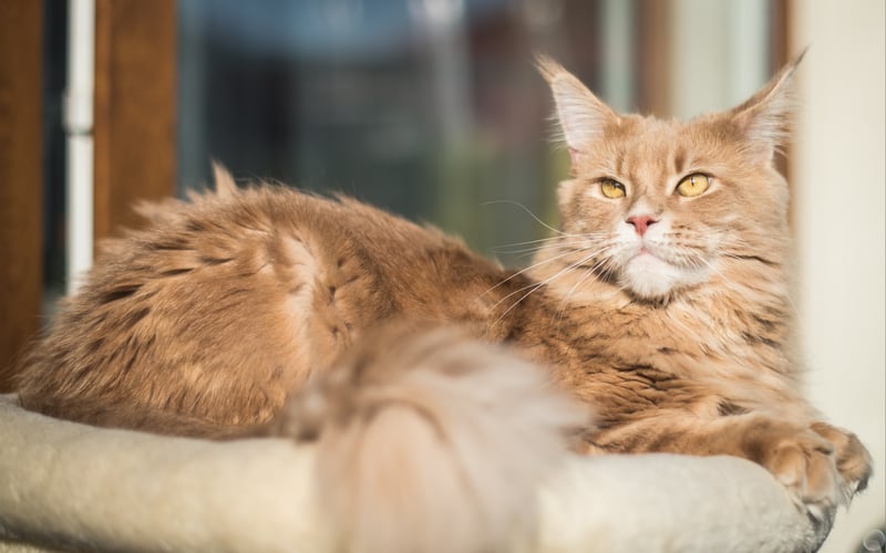 Kotka Lala rasy Maine Coon