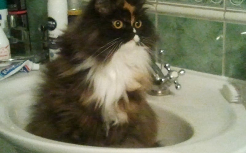 Trójkolorowa kotka o obfitym i miękkim futerku.  Uwielbia kropelki wody bezpośrednio z kranu.  Troche przytulanka, troszeczkę indywidualistka, w zależności od humoru.