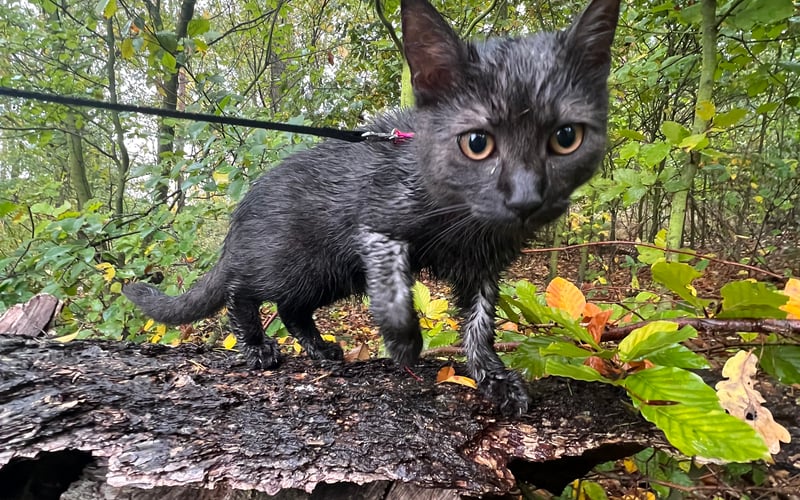 Jupi ma 10 miesiecy dachowiec,dołączył do nas i brata Leosia (3lata Maine Coon)w sierpniu 2023 i są jak bracia :) wychodzą razem na spacerki.